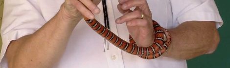 Arizona Sonoran Desert Museum - King Snake