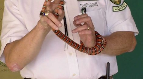 Arizona Sonoran Desert Museum - King Snake